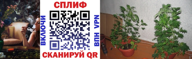 наркошоп Конаково Конопля планчик